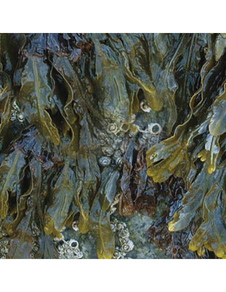 Tovagliolo Petali in Lino